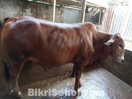 Silsela Agro Cow